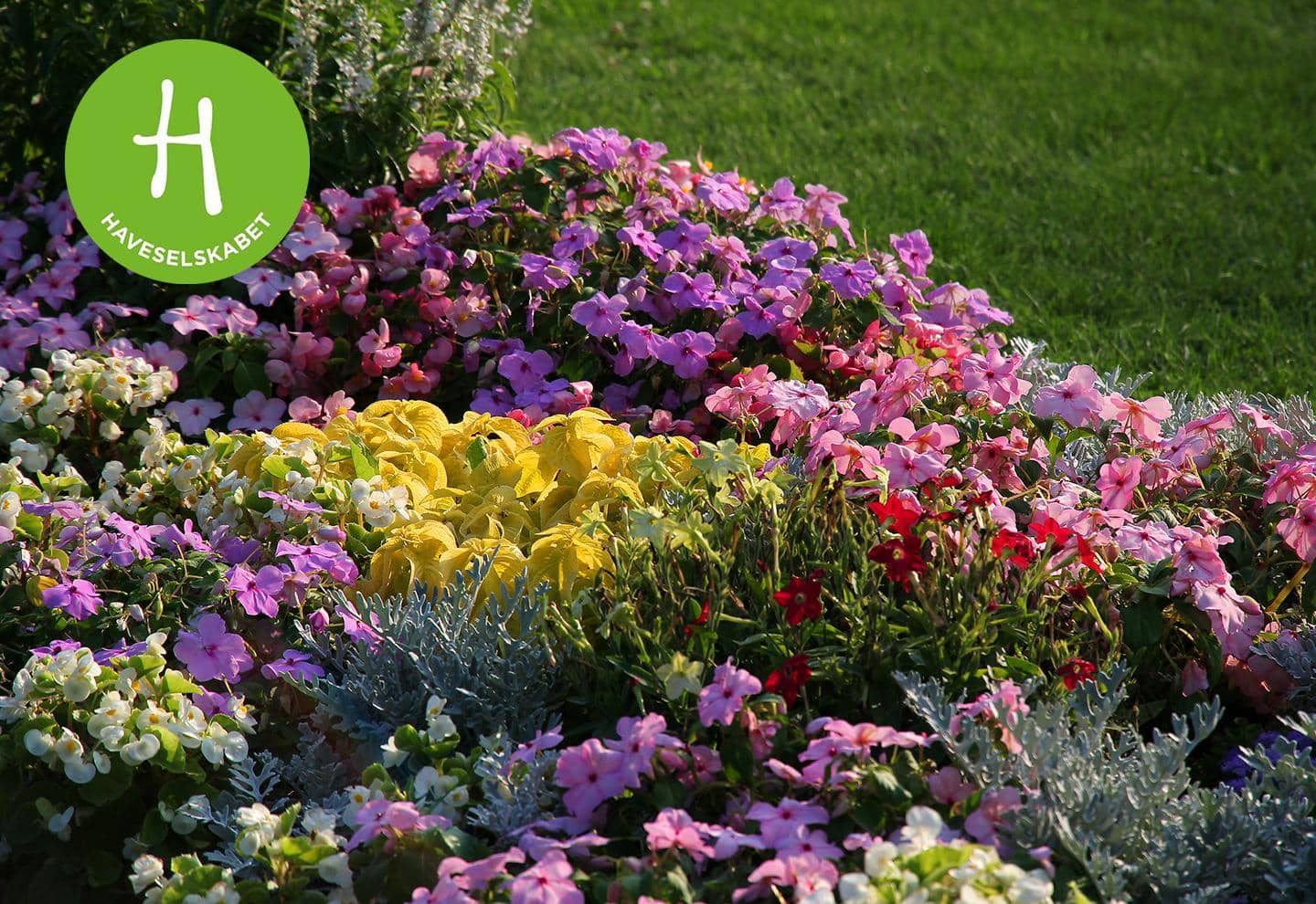 Blomster i forskellige farver, fotografi